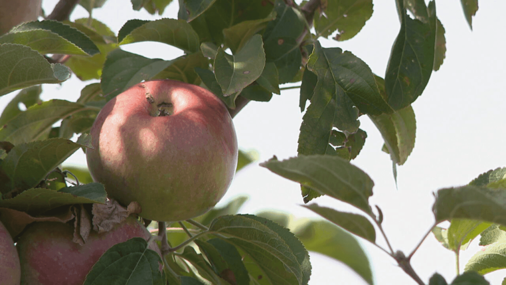 Climate change impacts apple quality, ripening times across US