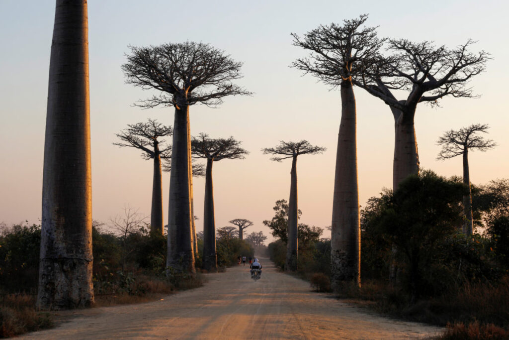 Ancient baobab trees in Africa once supplemented local’s income, now climate change and demand have them barely surviving