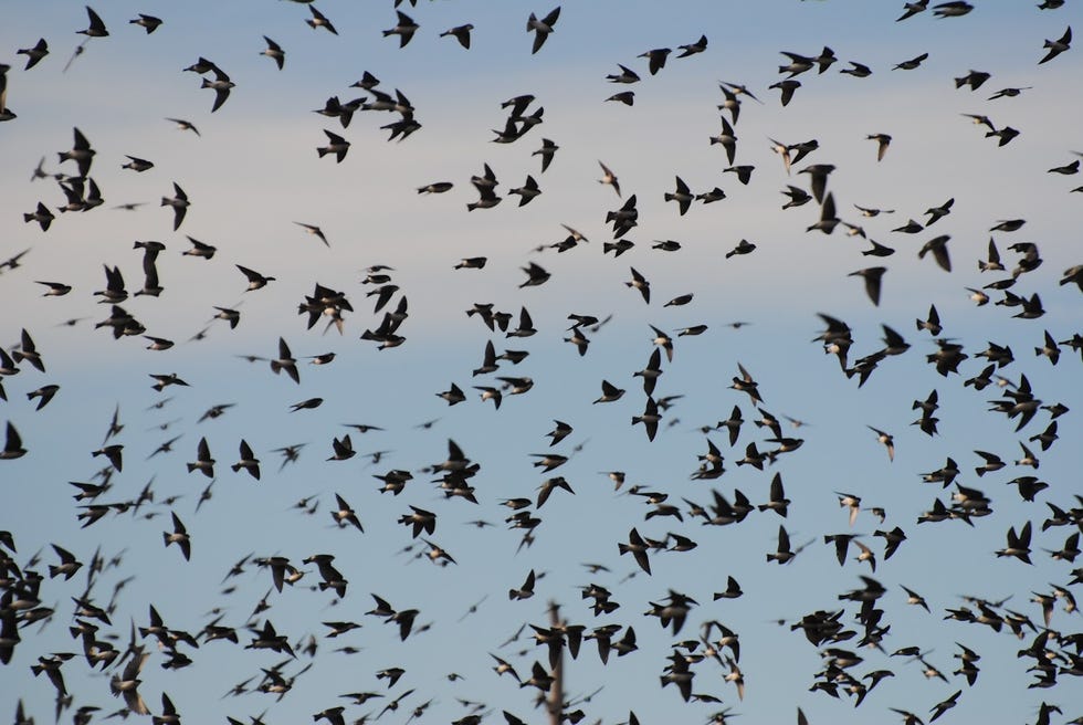 Climate change leaves some migrating birds 'out of sync' and hungry