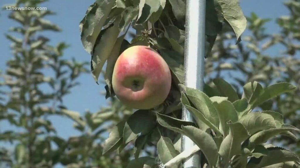 Climate change might affect apple-picking this season