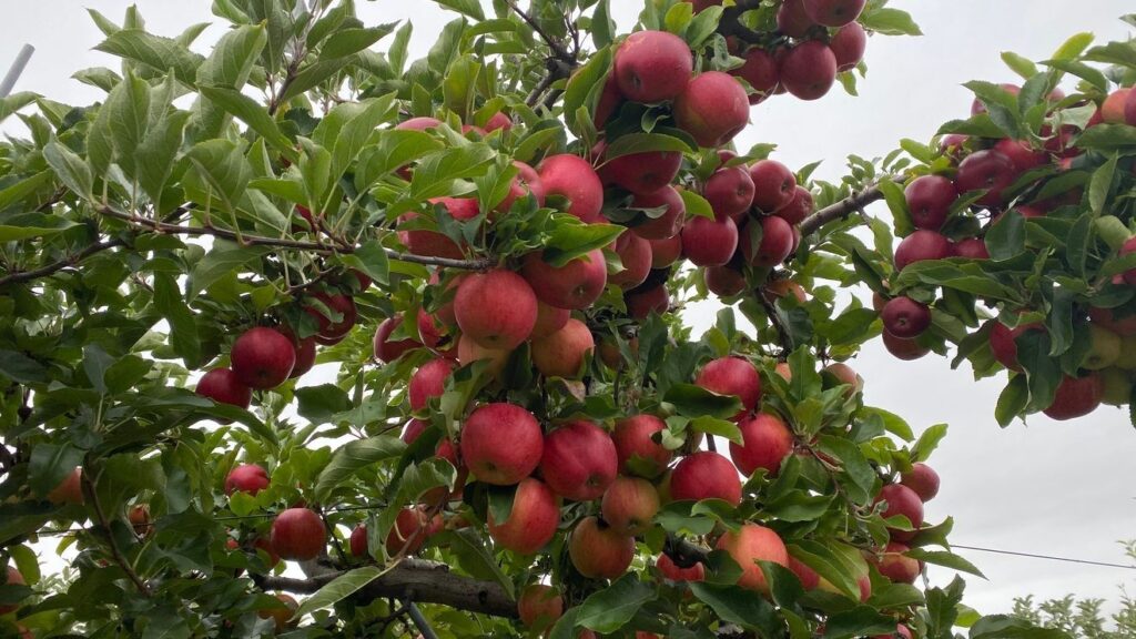 Climate change impacts apple quality, ripening times across US