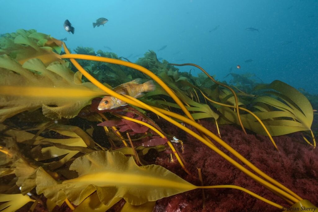 Study reveals climate change toll on Maine’s kelp forests