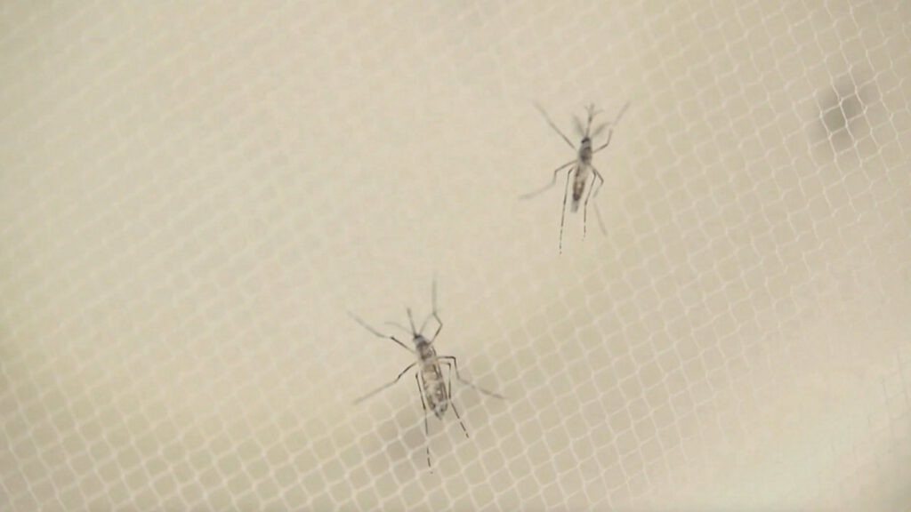 Climate change creating more mosquitoes in N.Y. amid EEE scare, scientists say