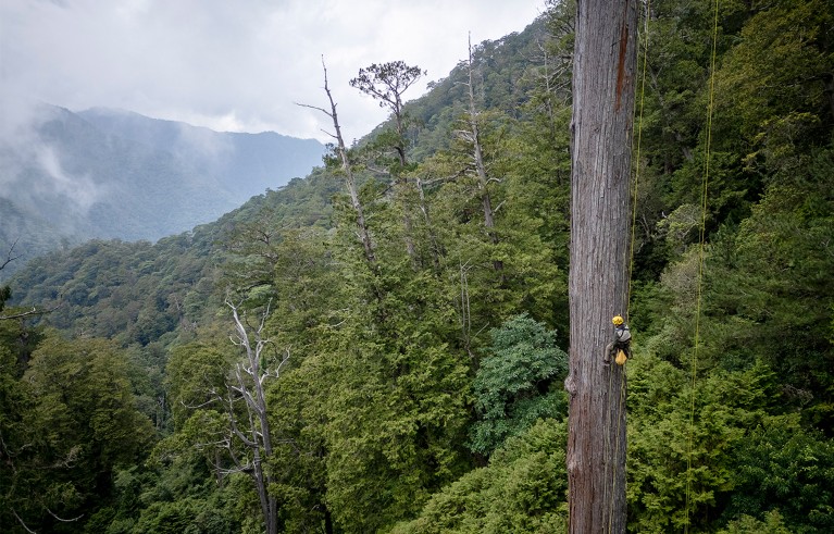 I scale these vast trees to gather data on the effects of climate change