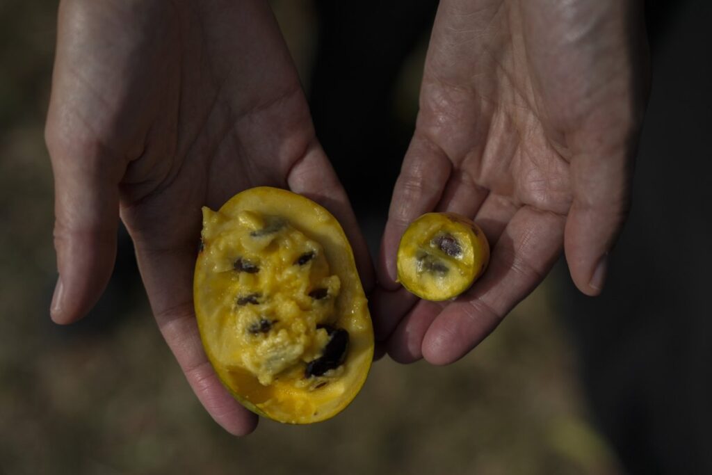 Pawpaw Fruits Hit by Extreme Weather, Climate Change Blamed