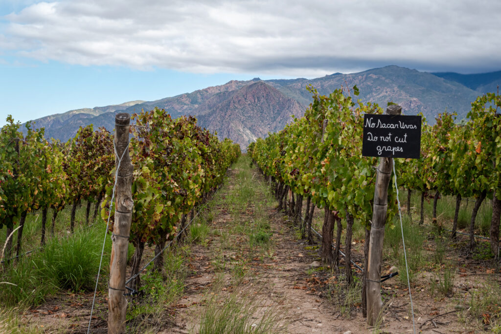 How vineyards closer to the sun are evading climate change