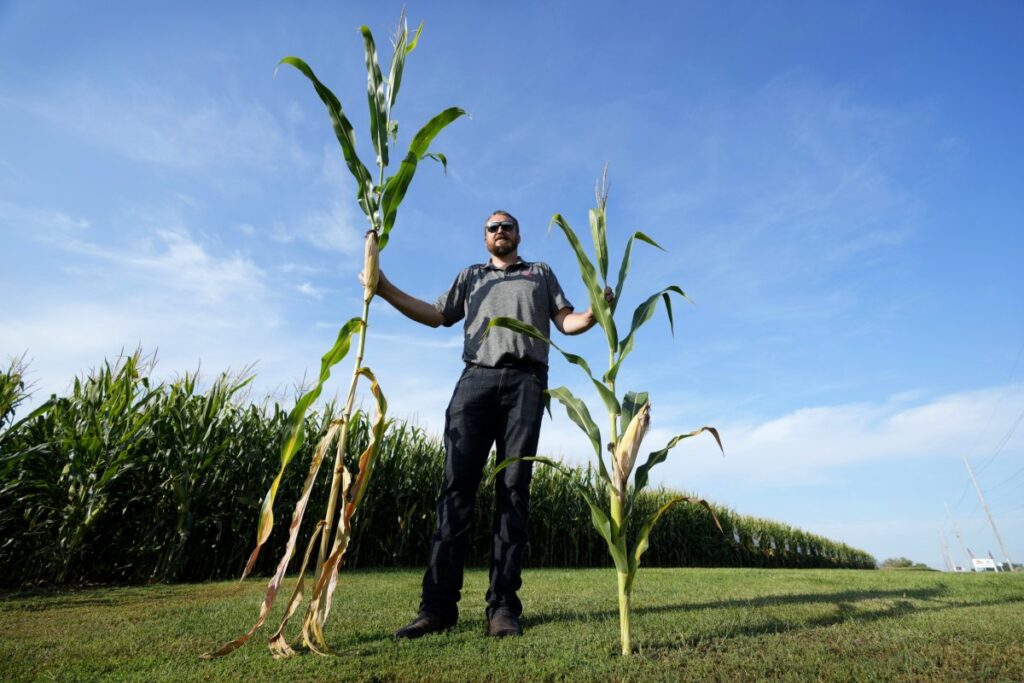 How Miniature Crops Could Transform Midwest Farming Amid Climate Challenges