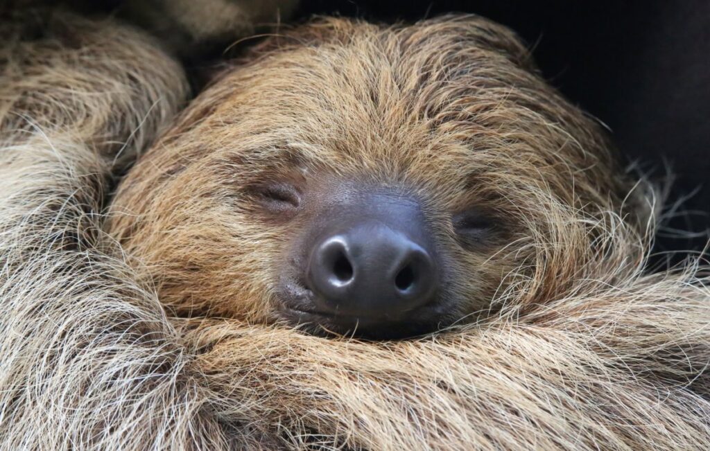 Sloths on Brink of Extinction As They Struggle To Adapt to Changing World