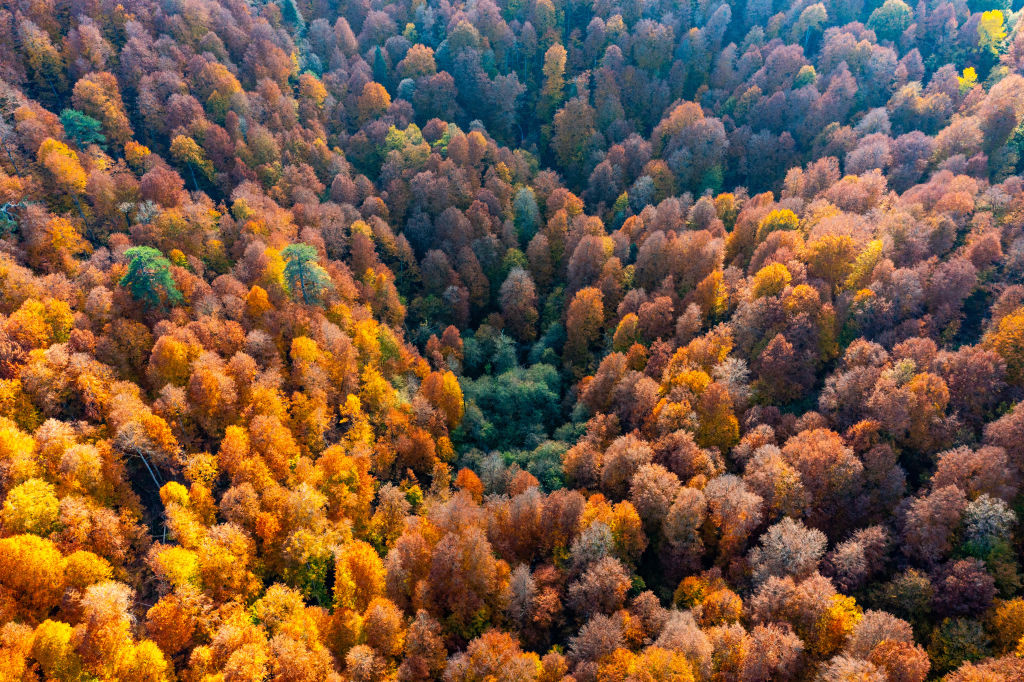 Climate change slowly killing Europe’s beech forests, says new study