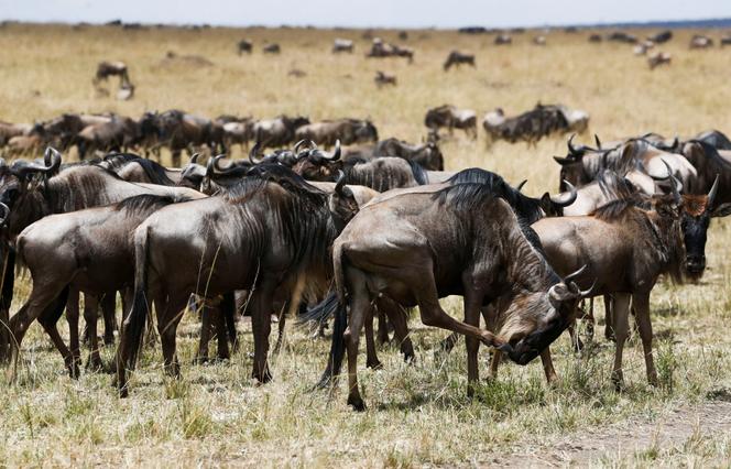 Climate change and human activity affect Serengeti Park animal migrations