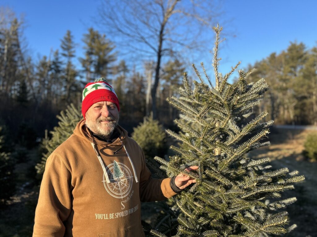 In Bethlehem, NH, a hybrid Christmas tree stands up to the trials of climate change