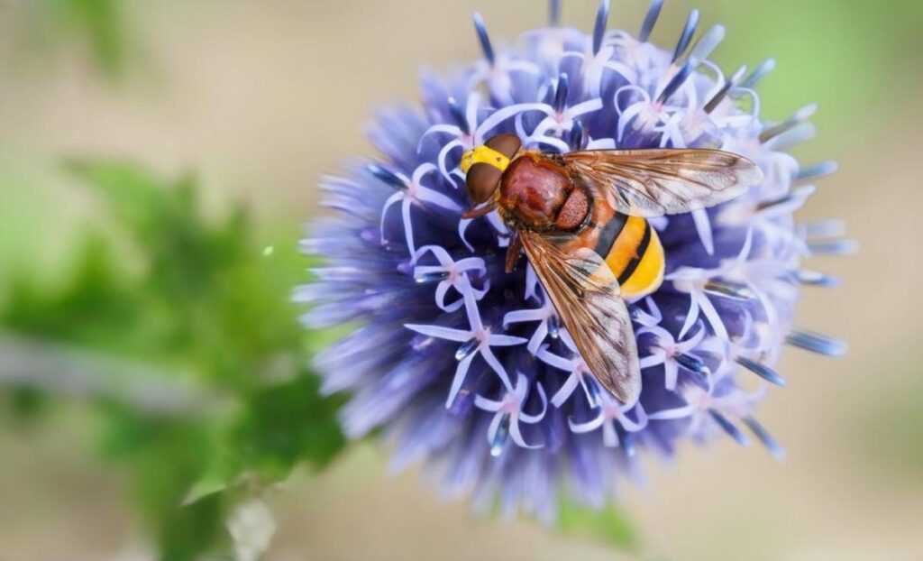 Flies are more vulnerable to climate change than bees