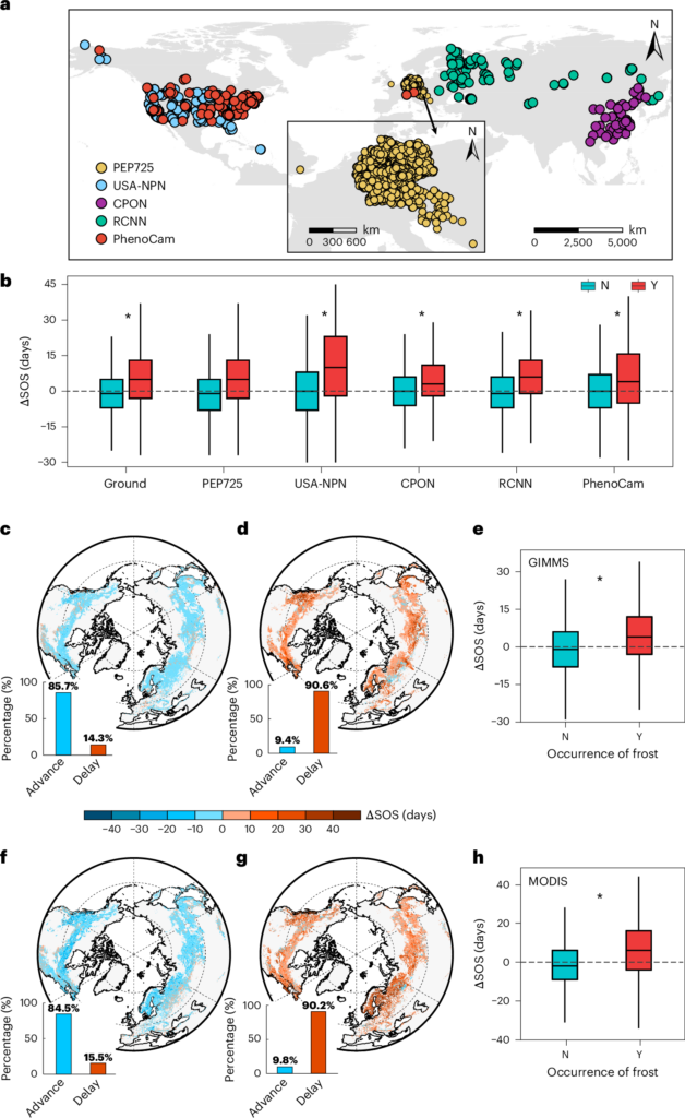 Late spring frost delays tree spring phenology by reducing photosynthetic productivity