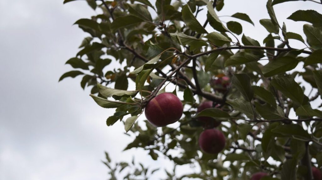 Climate change is hampering US apple quality and output: Study