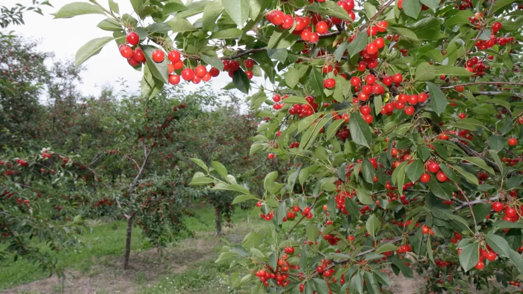 Climate change wreaks havoc on Michigan’s cherry industry