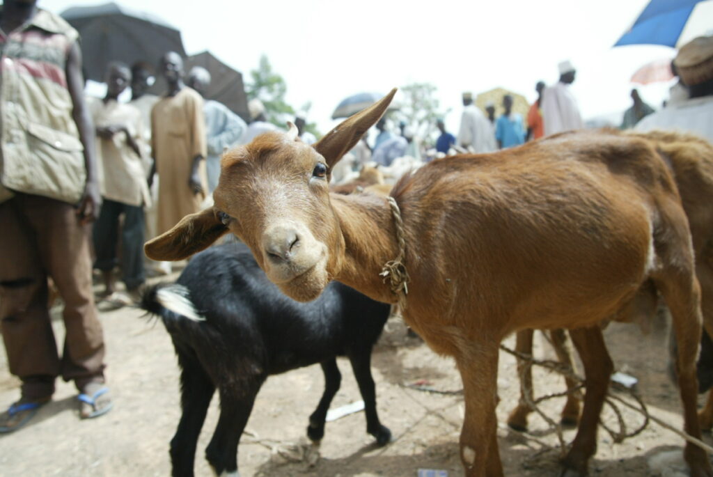 Addressing climate risks for Nigerian pastoralists