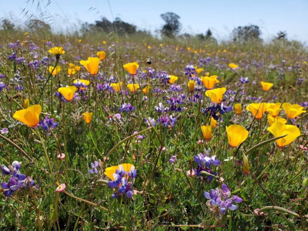 Study focuses on effect of climate change on California’s grasslands