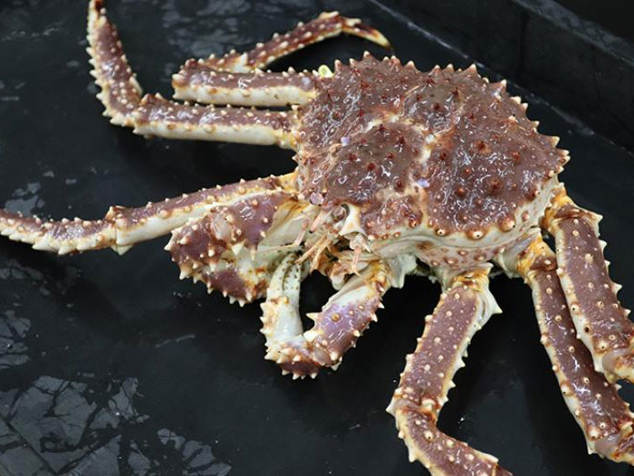 Genetic Diversity in Alaska Red King Crab May Provide Resilience to Climate Change