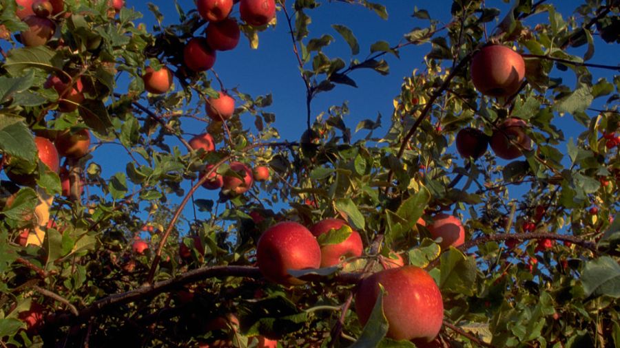 WSU researchers taking steps to protect apples from climate change