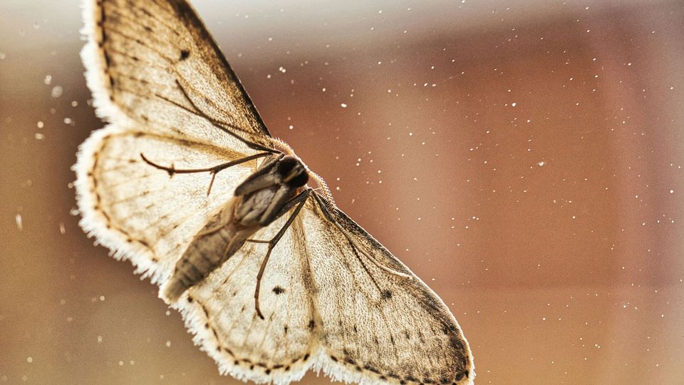 Climate Change Could Aid the Spread of the Invasive Spongy Moth Across North America