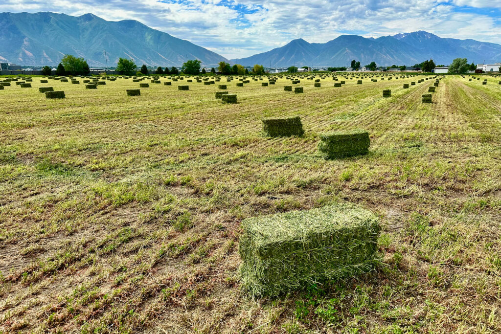 To Save the Great Salt Lake, Farmers Will Have to Grow Less Alfalfa