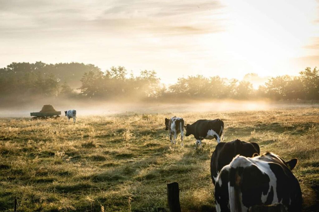 The Other ‘Transitioning Away’ Imperative: Meat as the Next Frontier in Global Climate Change Policy