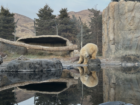 Utah’s Largest Zoo Adapts to Climate Change to Protect its Animals