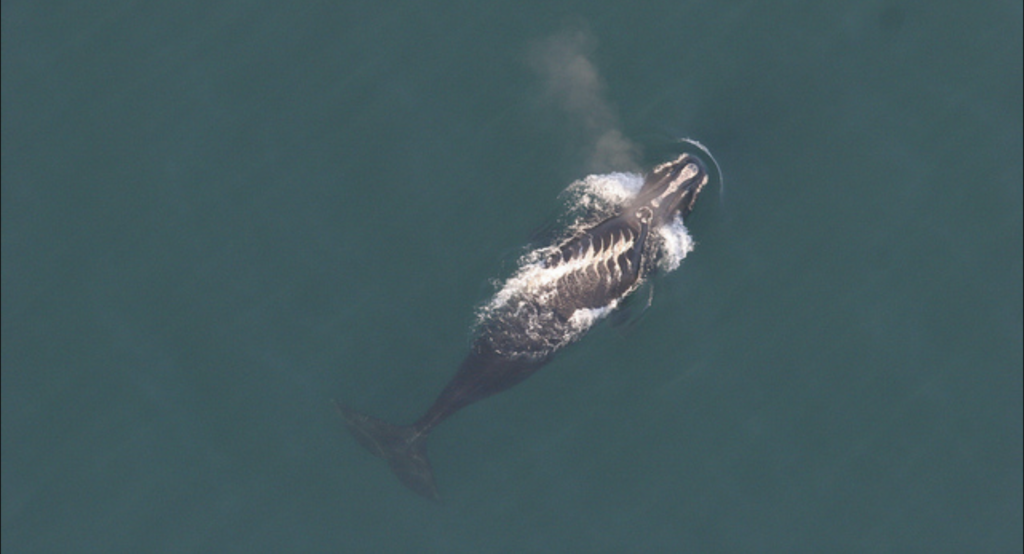 Fishing gear, climate change shortening right whale lifespan